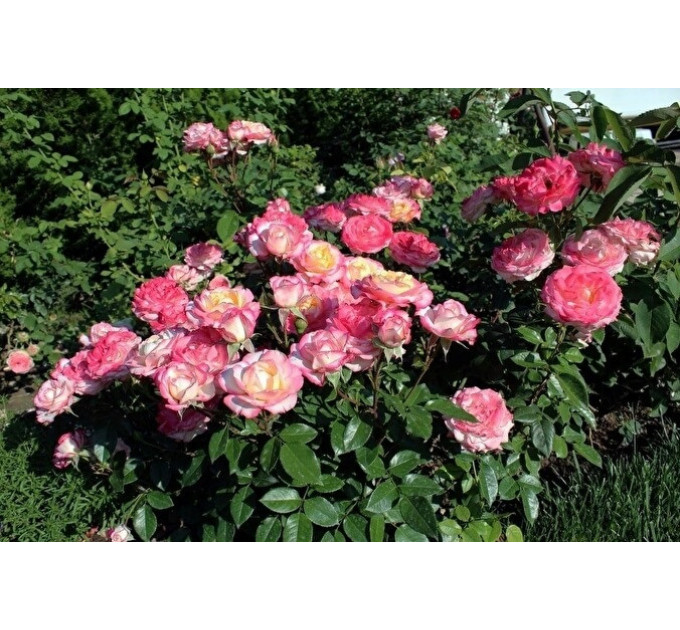 Саженцы роз сорт Laminuette (Ламинует)