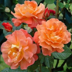 Саженцы роз Westerland (Вестерленд)