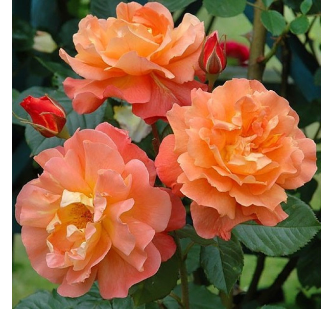 Саженцы роз Westerland (Вестерленд)