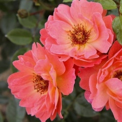 Саженцы роз сорт For Your Eyes Only (Фо Ю Айс Онли)