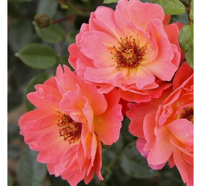 Саженцы роз сорт For Your Eyes Only (Фо Ю Айс Онли)