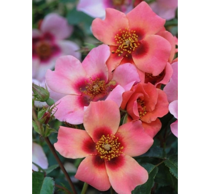 Саженцы роз сорт For Your Eyes Only (Фо Ю Айс Онли)