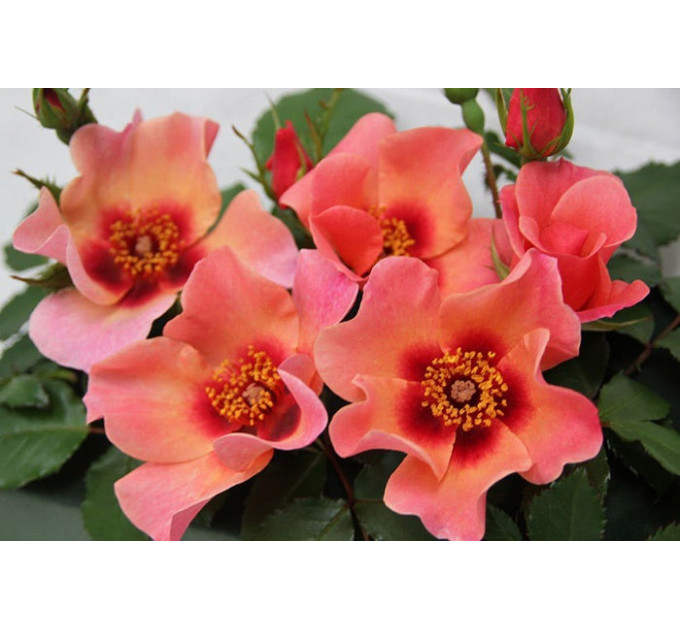 Саженцы роз сорт For Your Eyes Only (Фо Ю Айс Онли)