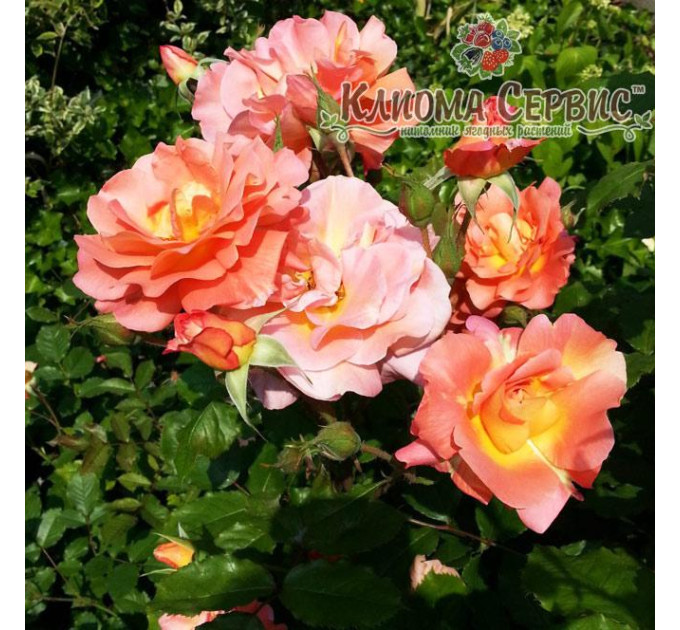 Саженцы роз Westerland (Вестерленд)