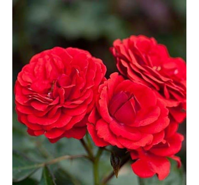 Роза флорибунда Бранд Пикси (Brand Pixie)