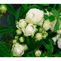 Саженцы роз Morsdag White (Морсдаг Уайт)