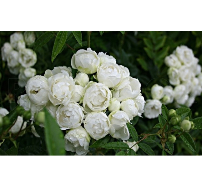 Саженцы роз Morsdag White (Морсдаг Уайт)