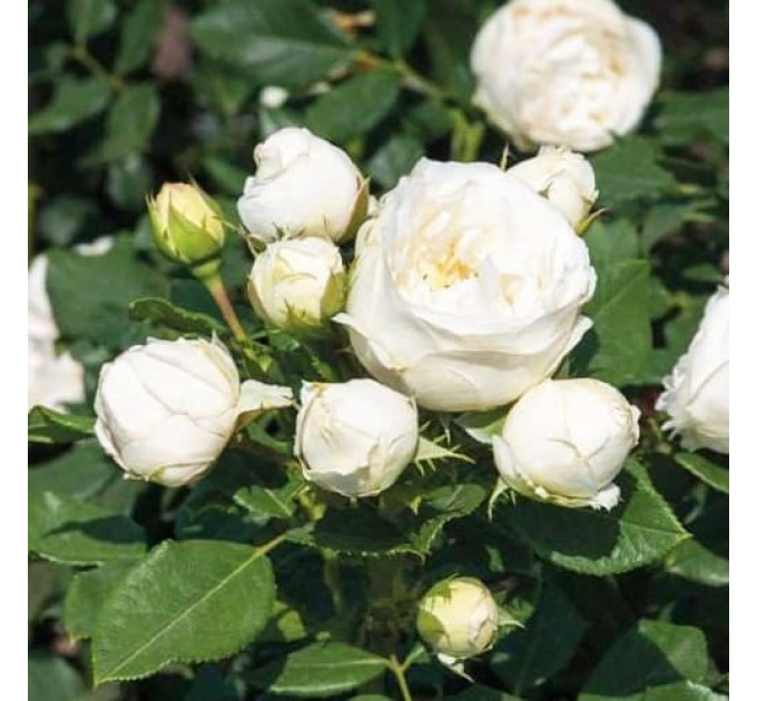 Саженцы роз сорт Lenka Frayla (Ленка Фрайла)