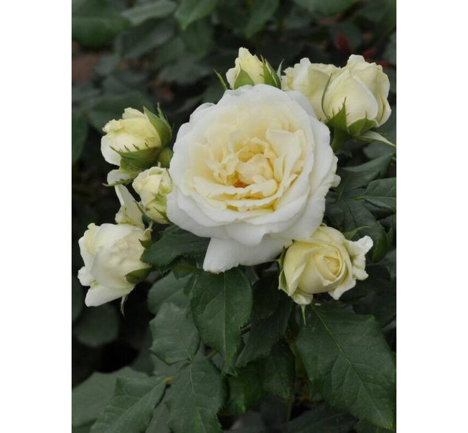 Саженцы роз сорт Lenka Frayla (Ленка Фрайла)