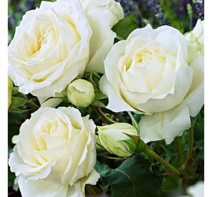 Саженцы роз сорт Lenka Frayla (Ленка Фрайла)