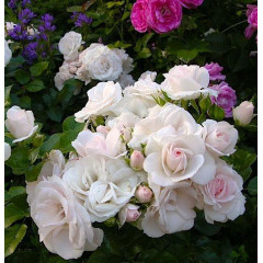 Саженцы роз сорта Aspirin (Аспирин)