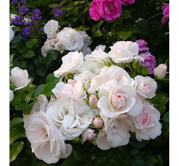 Саженцы роз сорта Aspirin (Аспирин)