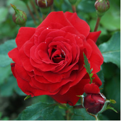 Саженцы розы сорта Nina Weibull (Нина Вейбул)