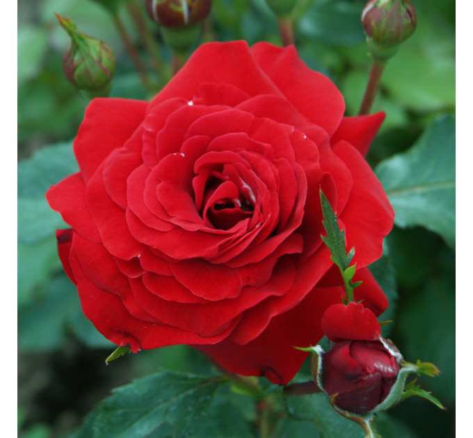 Саженцы розы сорта Nina Weibull (Нина Вейбул)