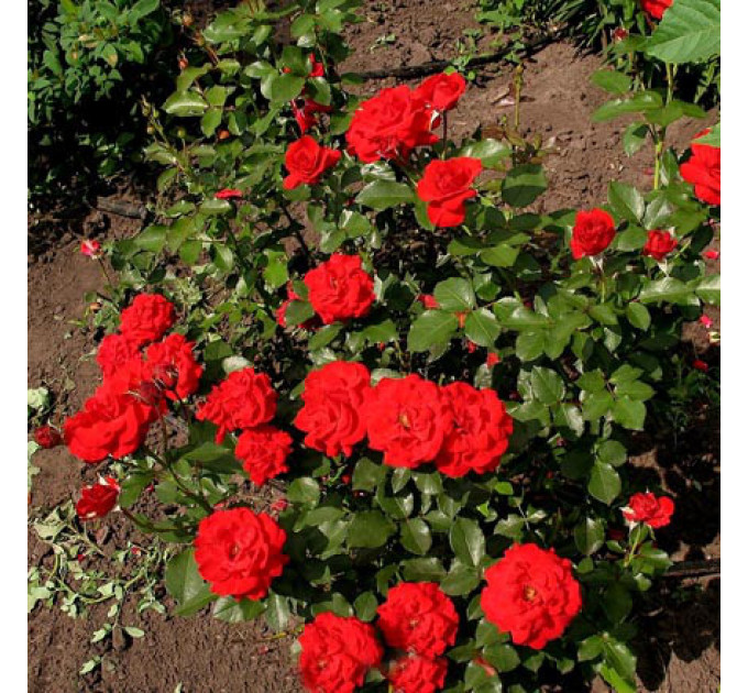 Саженцы розы сорта Nina Weibull (Нина Вейбул)