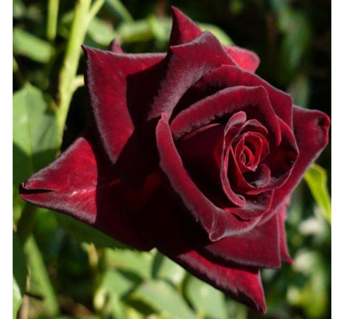 Роза флорибунда Кларет Пикси