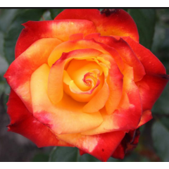 Саженцы роз сорт Mine Muеnchen (Мейн Мюнхен)