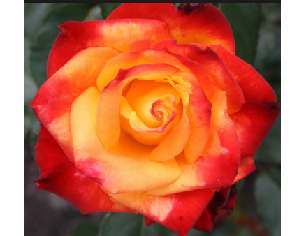 Саженцы роз сорт Mine Muеnchen (Мейн Мюнхен)