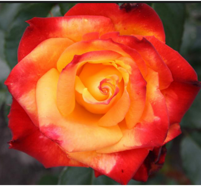 Саженцы роз сорт Mine Muеnchen (Мейн Мюнхен)