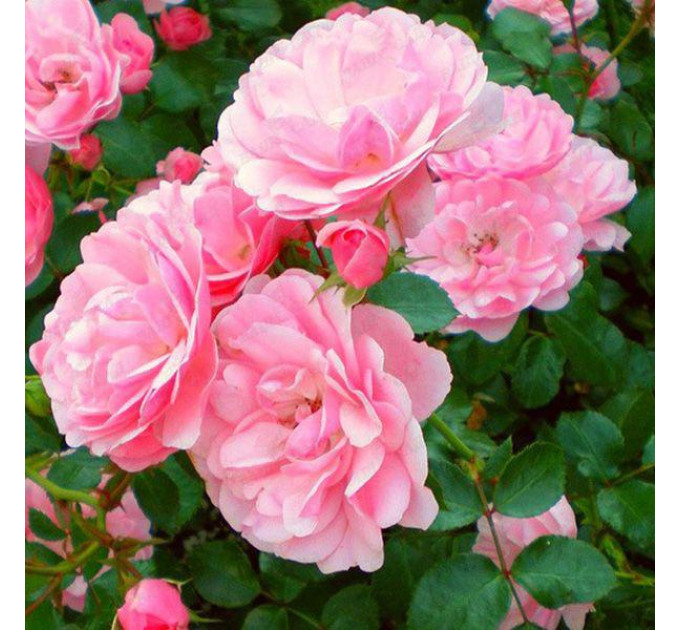 Саженцы роз сорта Bonica (Боника)