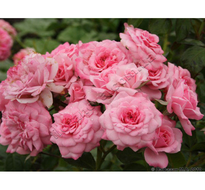 Саженцы роз сорта Bonica (Боника)