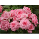 Саженцы роз сорта Bonica (Боника)