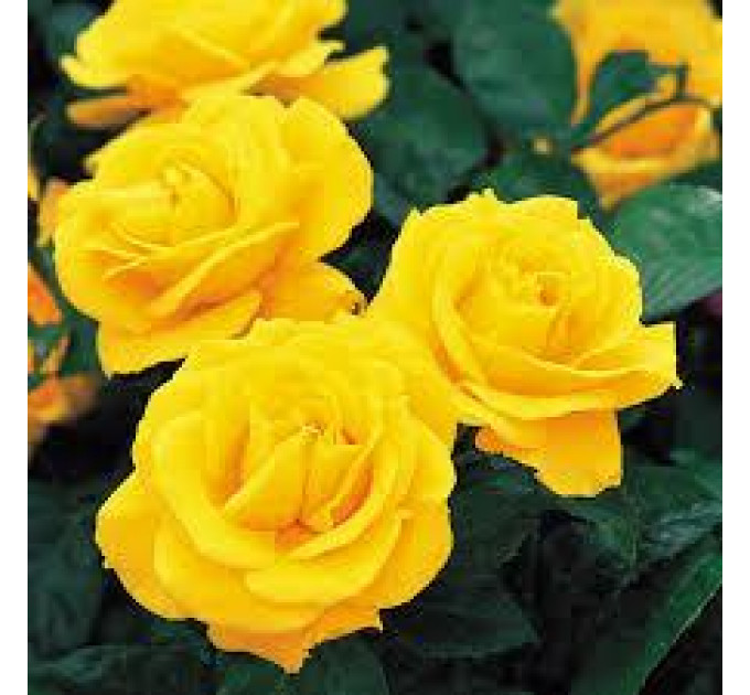 Роза флорибунда Голден Веддинг