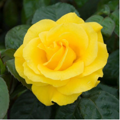 Роза флорибунда Голден Веддинг