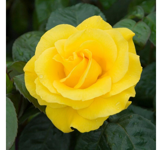 Роза флорибунда Голден Веддинг