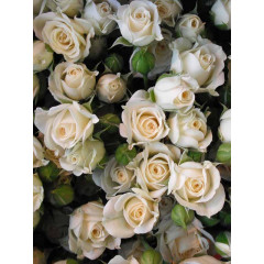 Роза мелкоцветковая Кремовая