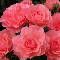 Роза мелкоцветковая Линда