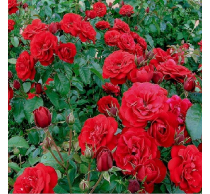 Роза дрібноквіткова Кордула