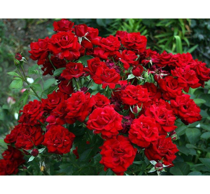 Роза дрібноквіткова Кордула