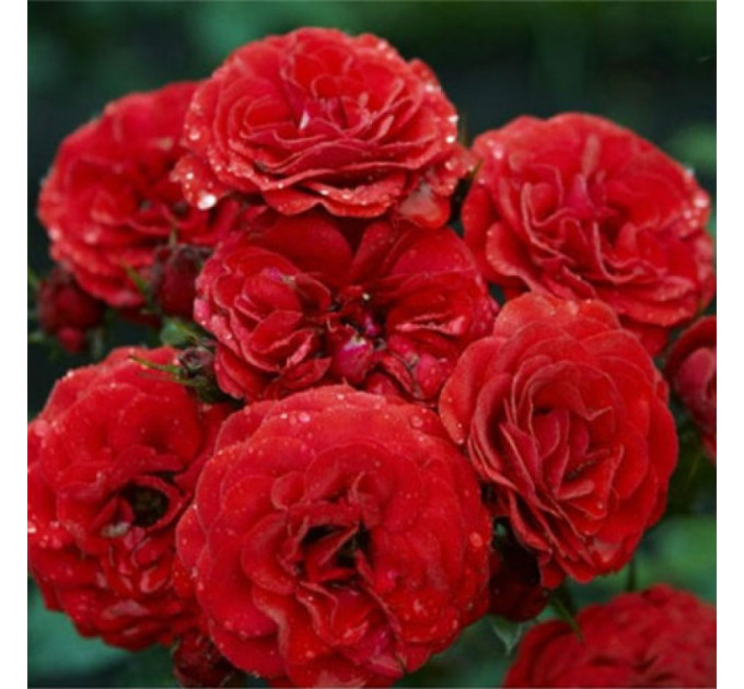 Роза дрібноквіткова Кордула