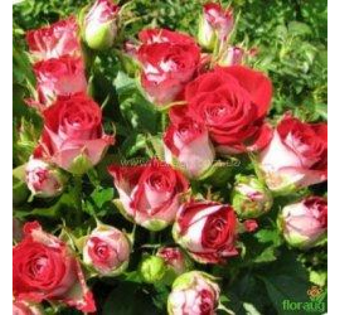 Роза дрібноквіткова стар Рубі