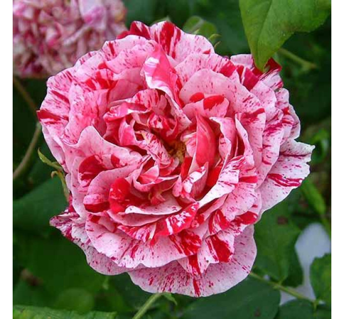 Роза парковая Фердинанд Пишард