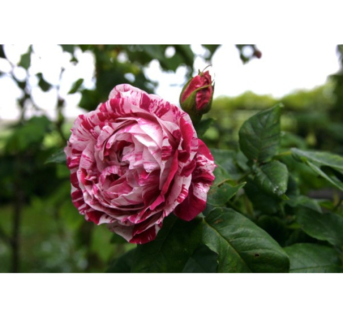 Роза парковая Фердинанд Пишард