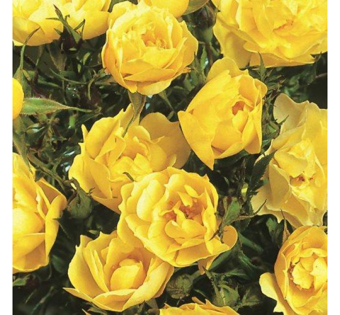 Роза парковая Консуэла