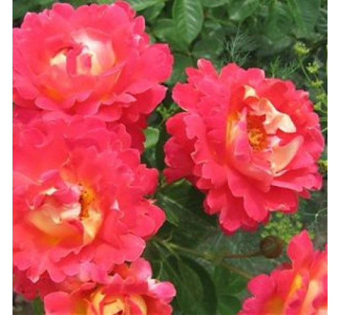 Роза парковая Павлиный глаз