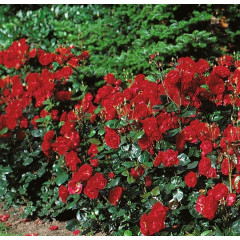 Роза паркова Торнадо