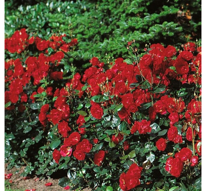 Роза парковая Торнадо