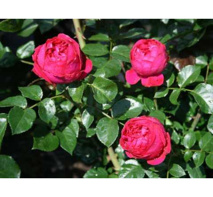 Роза парковая Ред Иден Роуз