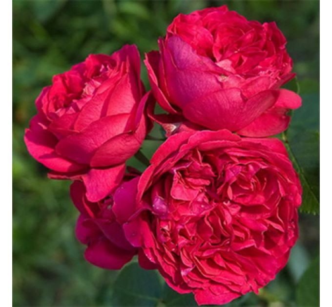 Роза парковая Ред Иден Роуз