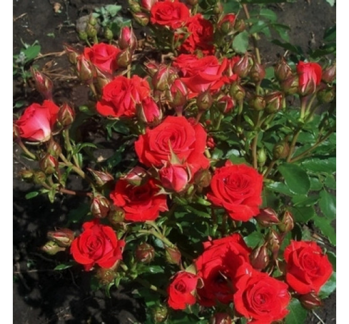 Роза Спрей Мирабель (Mirabel)