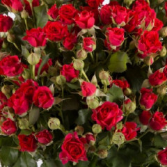 Роза Спрей Мирабель (Mirabel)