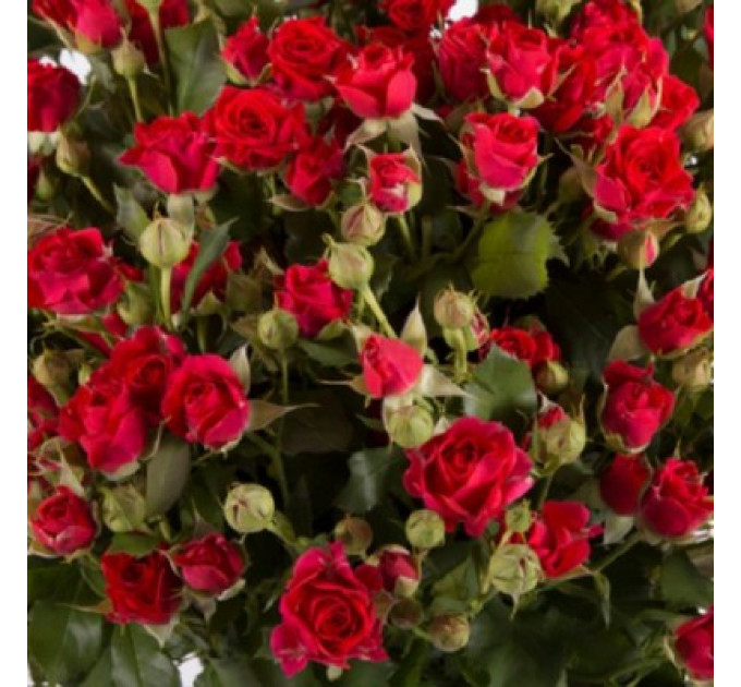 Роза Спрей Мирабель (Mirabel)