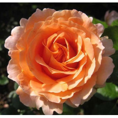 Саджанці троянди сорту Polka (Полька)