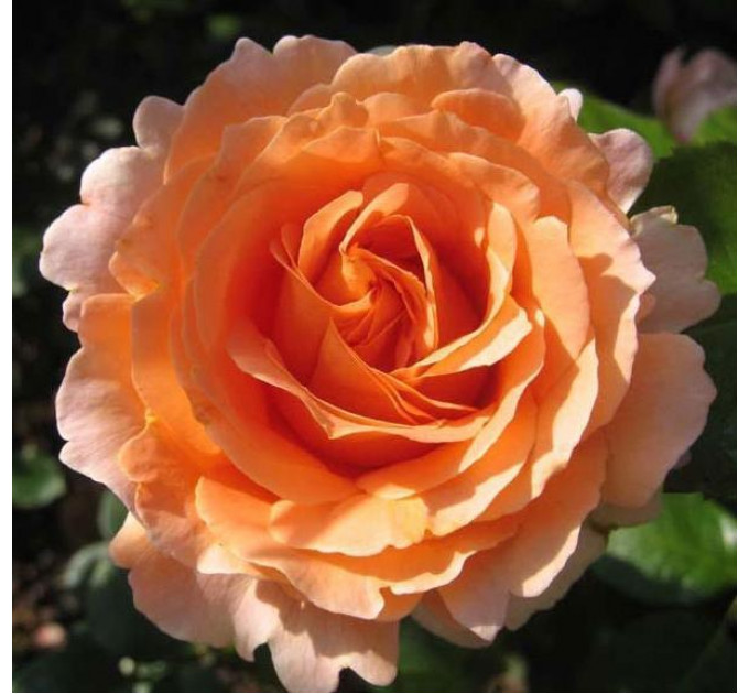 Саджанці троянди сорту Polka (Полька)