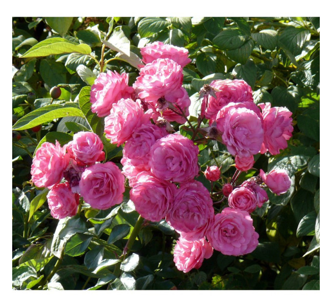 Роза плетистая Чаплинс Пинк