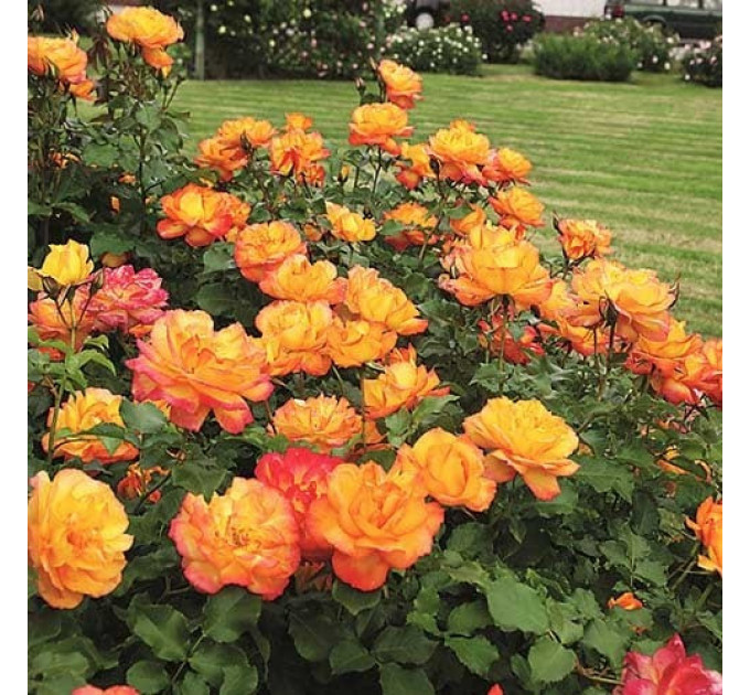 Роза плетистая Сахара